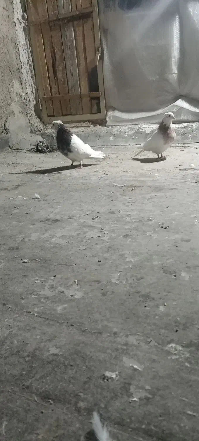 سلام یه جفت طوقی ن هفرنگ ماده زرد معاوضه باشازده|پرنده|نجفآباد, صالح آباد|دیوار