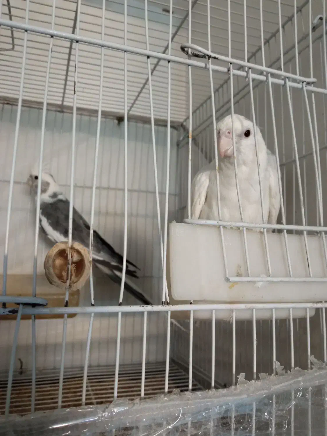 عروس هلندی البینو|پرنده|مشهد, مشکینی (شهرک غرب)|دیوار