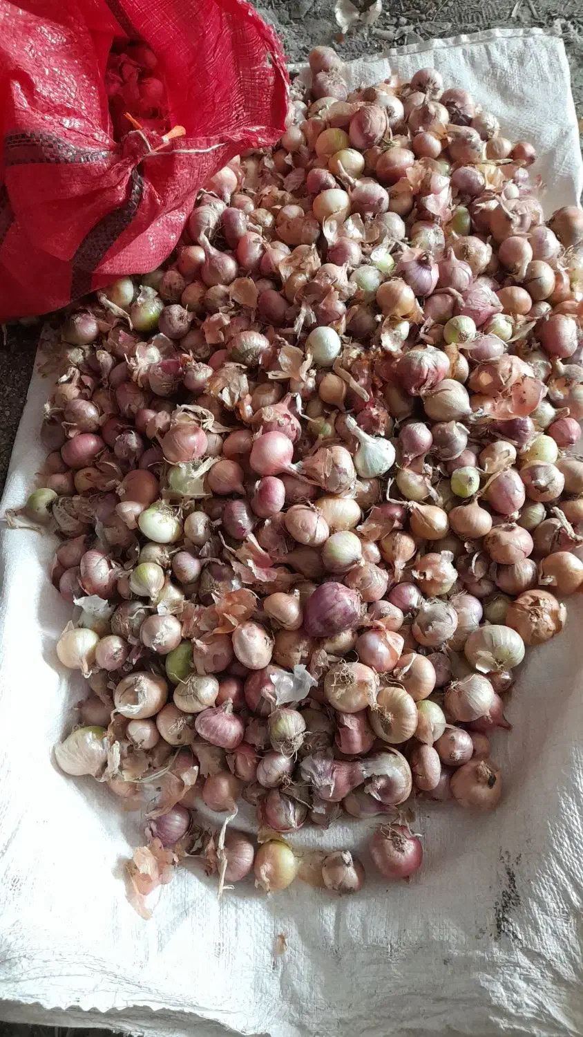 پیاز محلی|خوردنی و آشامیدنی|زند, |دیوار