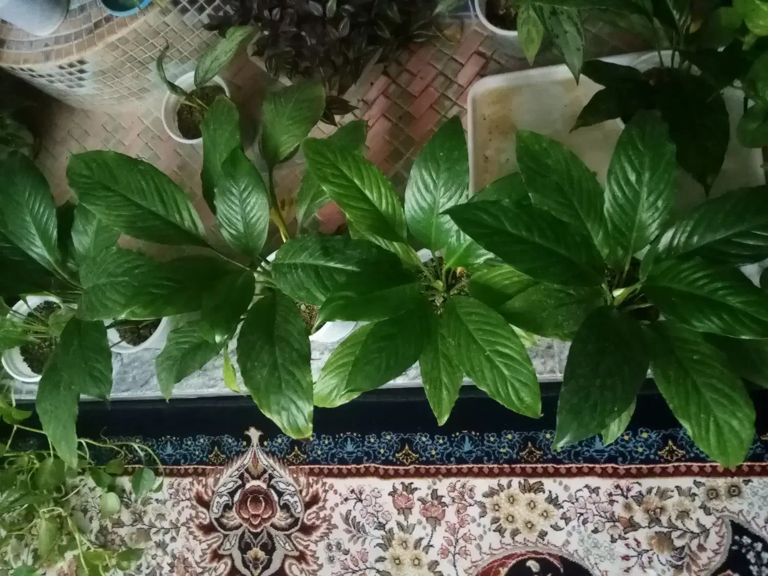 گل طبیعی|گل و گیاه طبیعی|خرمآباد, |دیوار