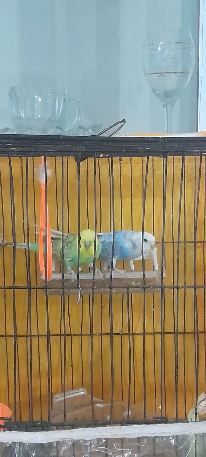 جفت مرغ عشق|پرنده|شیروان (خراسان), |دیوار