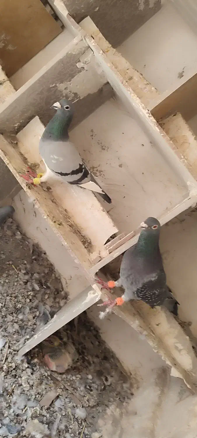 احمدآباد|حراج|سراوان, |دیوار