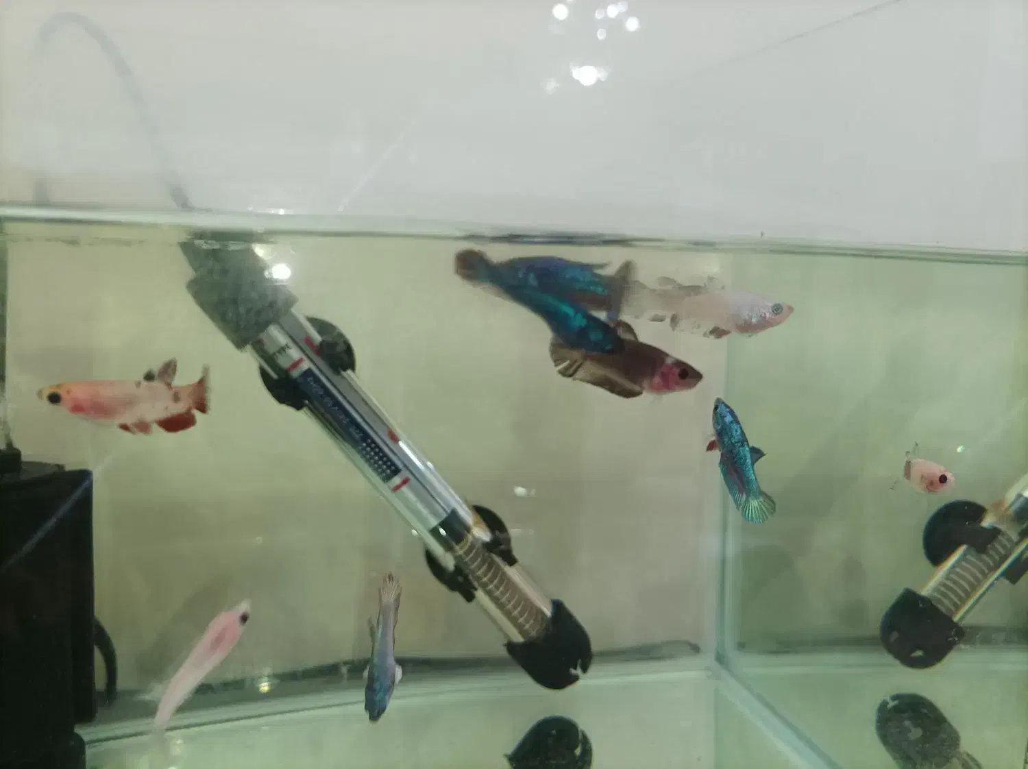 نوزاد ماهی فایتر|ماهی|تهران, علم و صنعت|دیوار