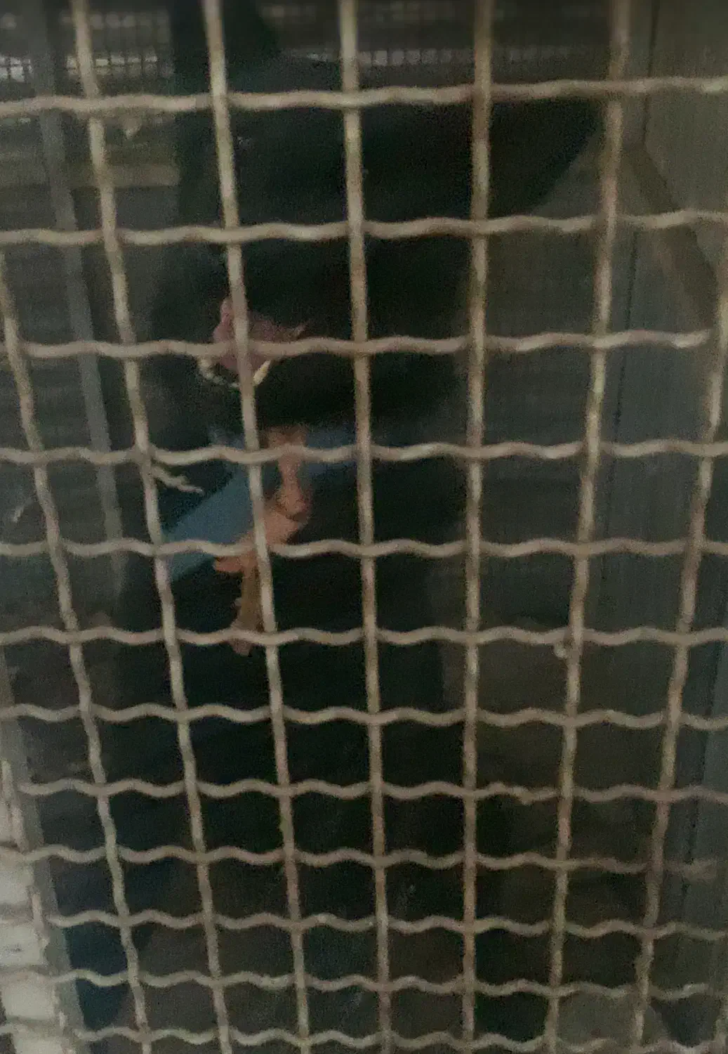 سگ نگهبان ژرمن بلاک|سگ|چهاردانگه (تهران), |دیوار