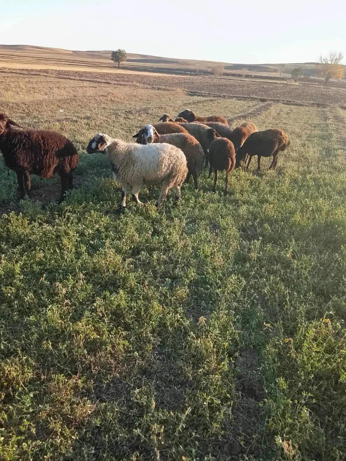 3عدد بره نر درجه یک و 2عدد بره ماده دامازلخ|حیوانات مزرعه|هریس, |دیوار