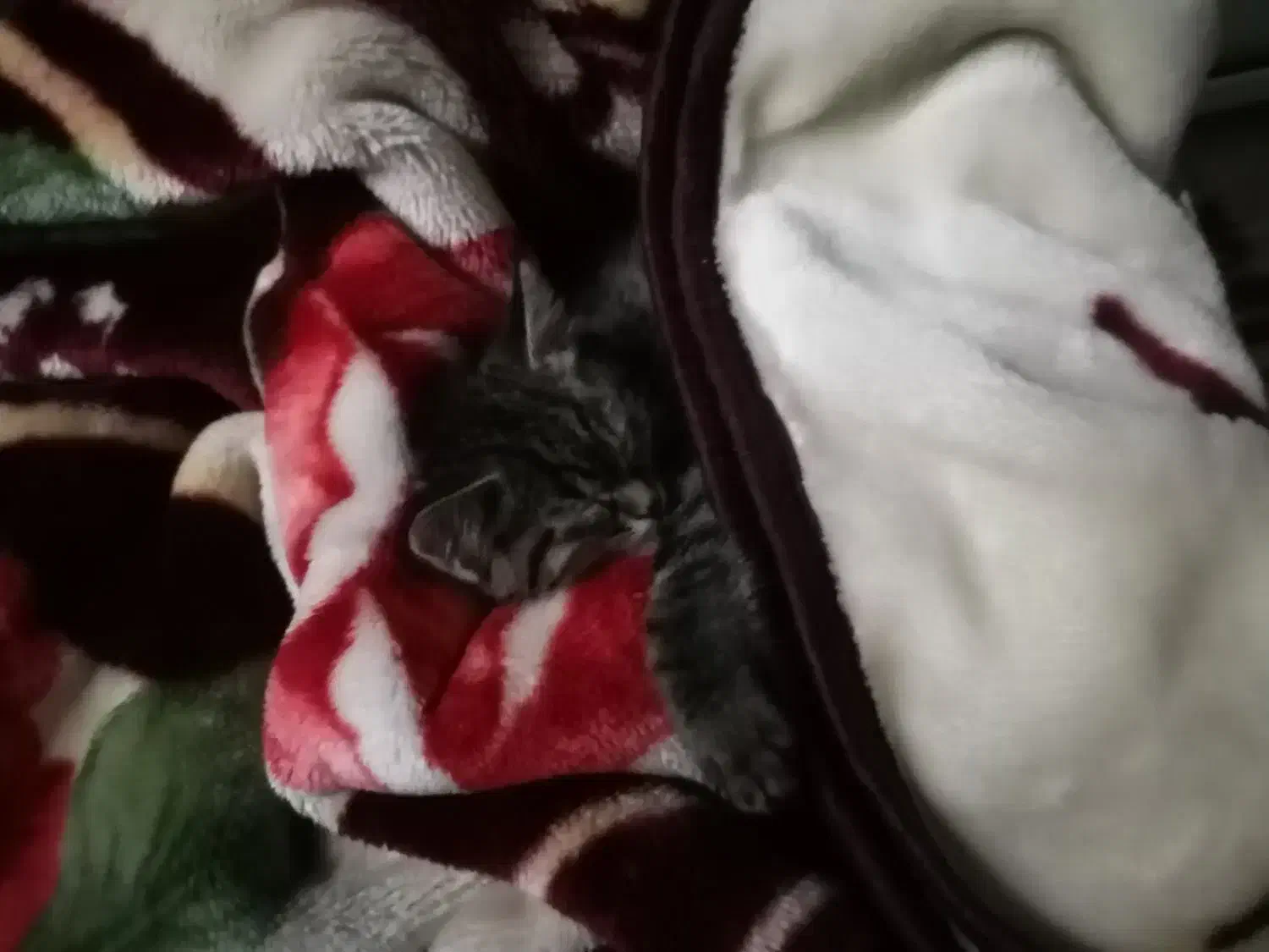 گربه واگزاری|گربه|خمینیشهر, |دیوار