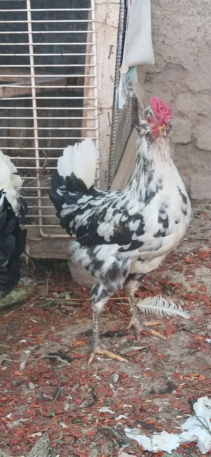 5عدد خروس گلین اصیل|حیوانات مزرعه|گل تپه, |دیوار