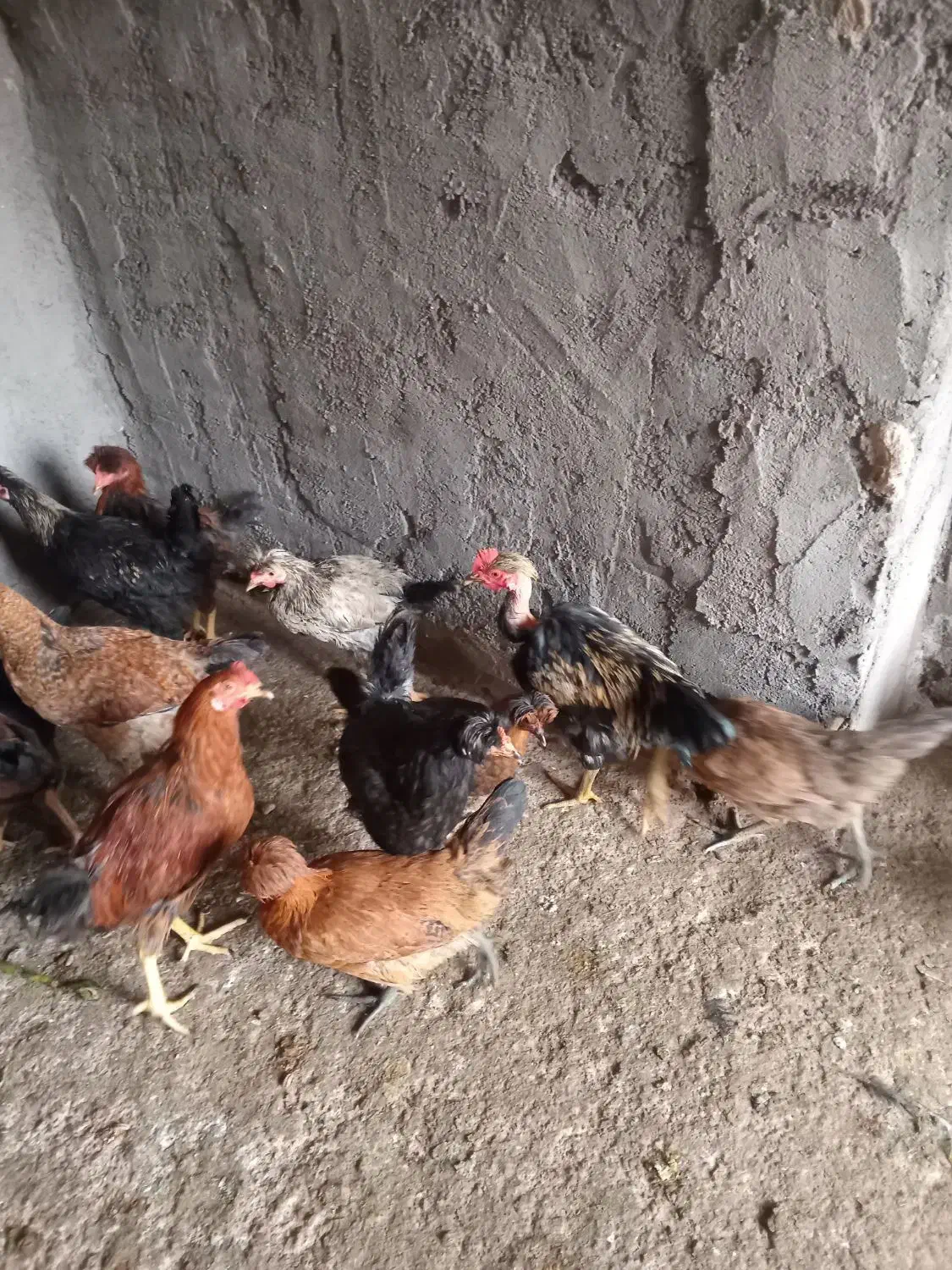 خروس|حیوانات مزرعه|شوشتر, |دیوار