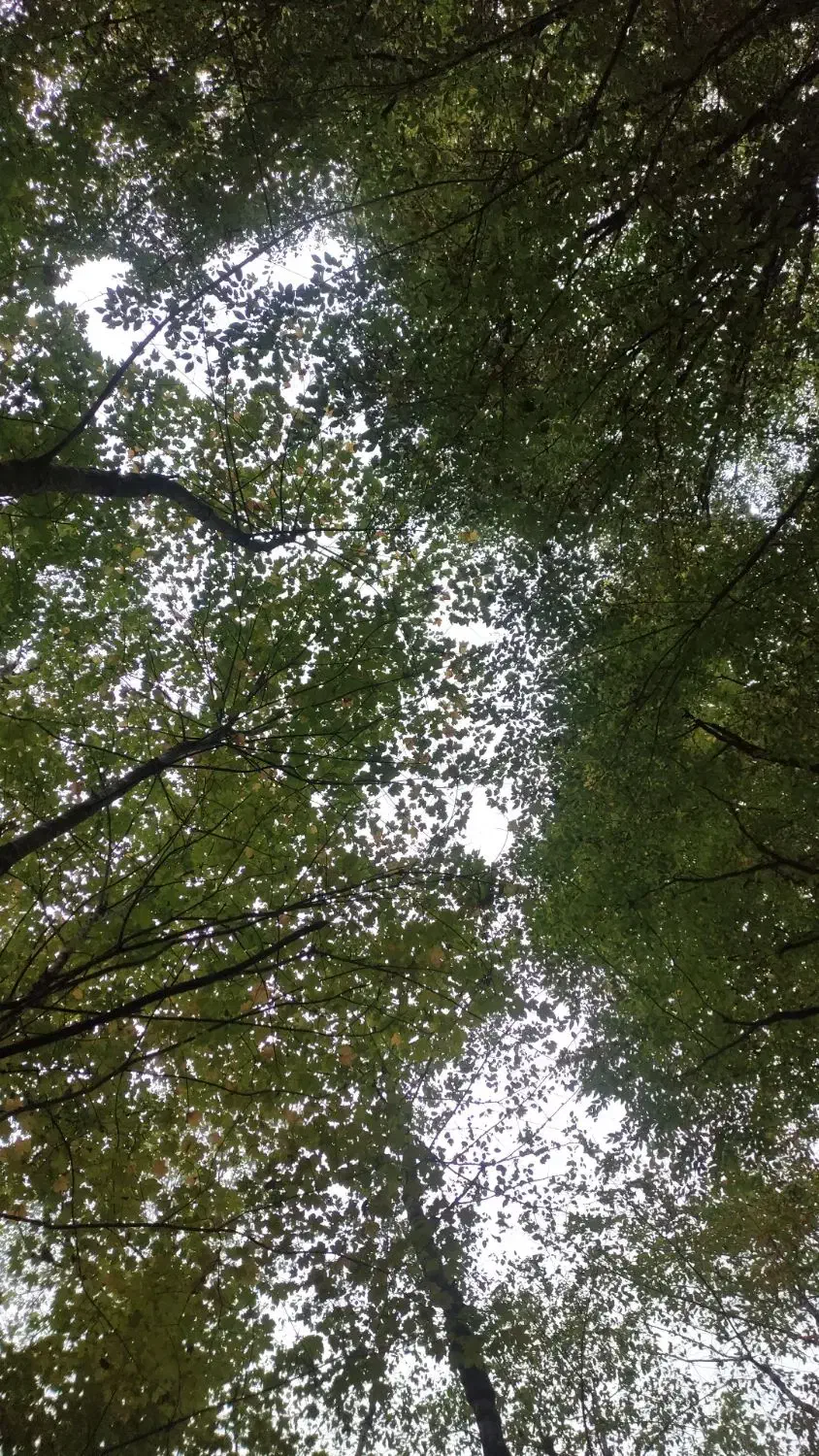 باغبانی|خدمات باغبانی و درختکاری|سمنان, |دیوار