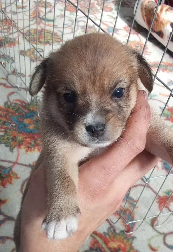 سگ کوچولو|سگ|قم, زند آباد|دیوار