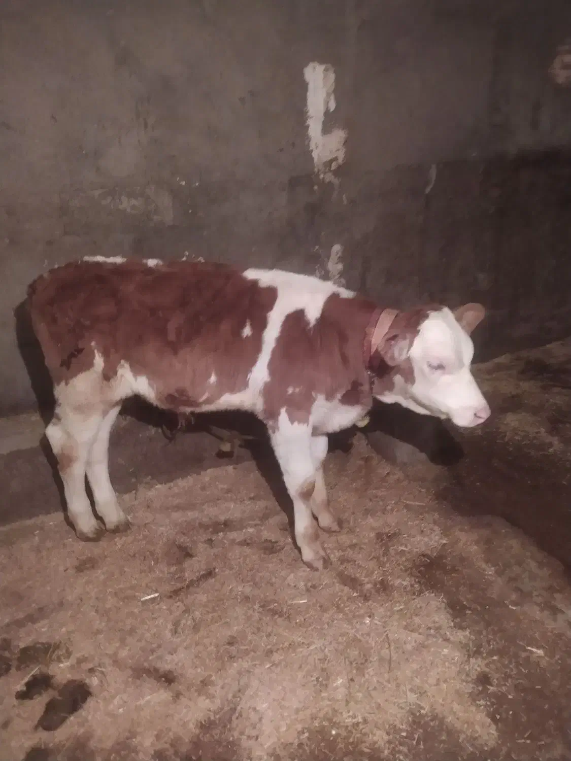 گوساله وگاو|حیوانات مزرعه|دورود, |دیوار