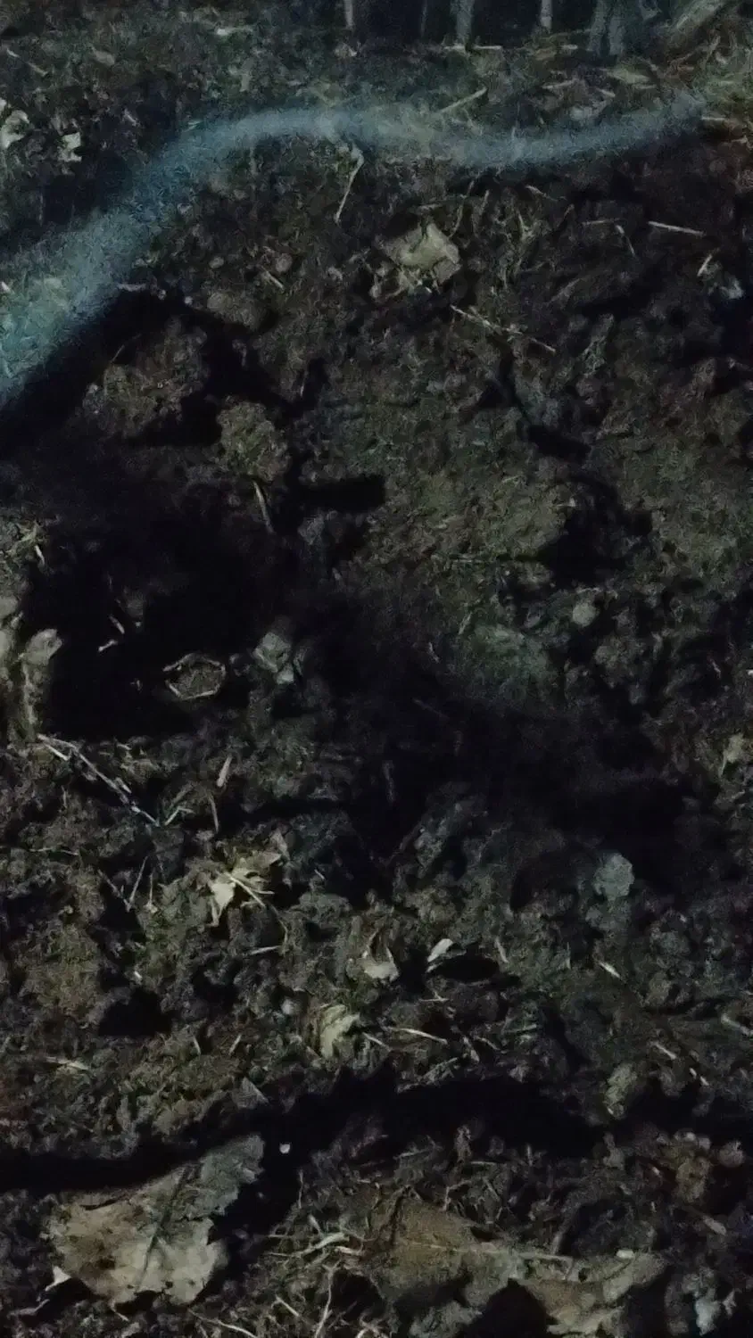 کودحیوانی|حراج|آستانه اشرفیه, |دیوار