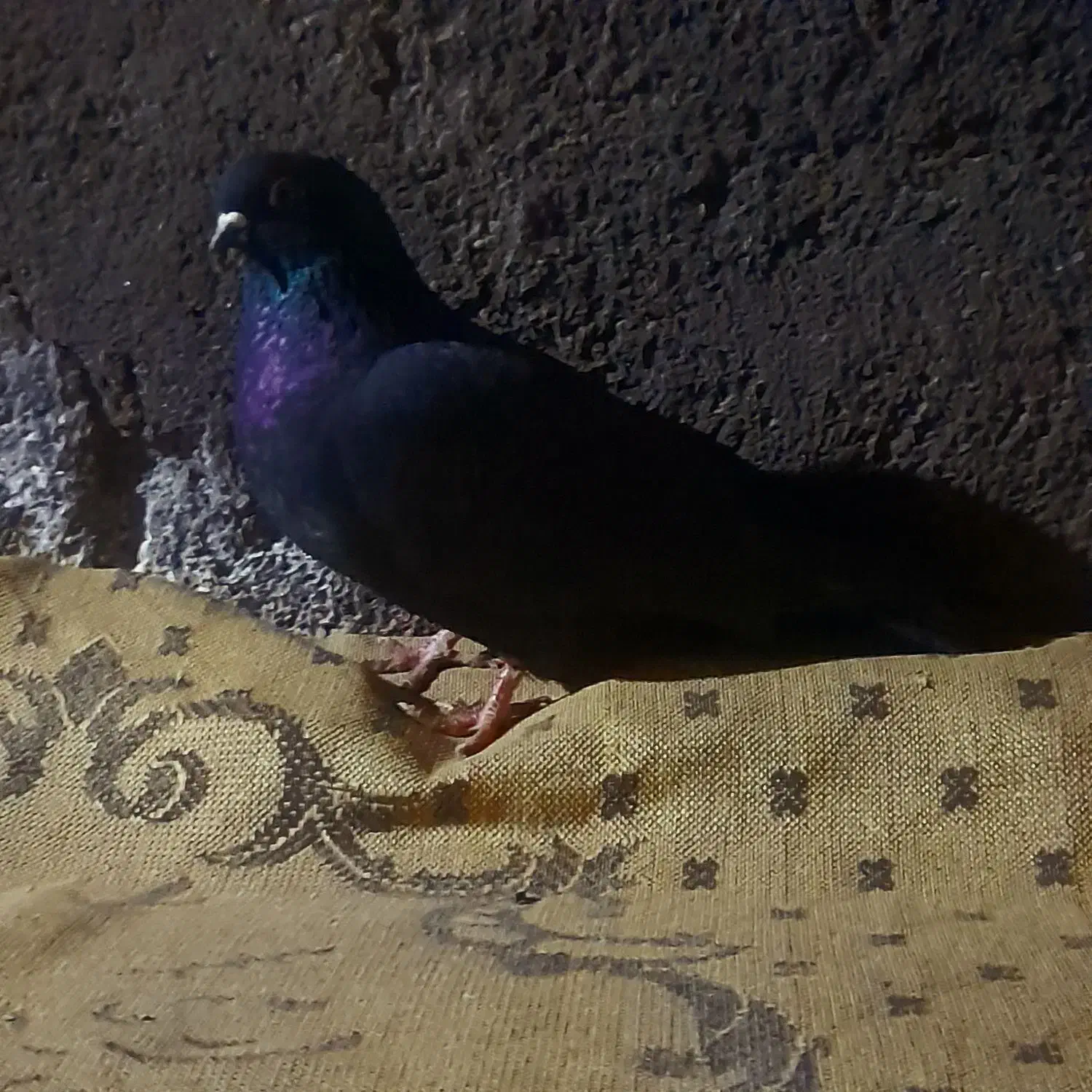 طوقی ماده|پرنده|اردبیل, |دیوار