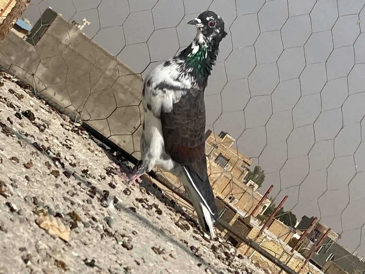کبوتر|پرنده|شال, |دیوار