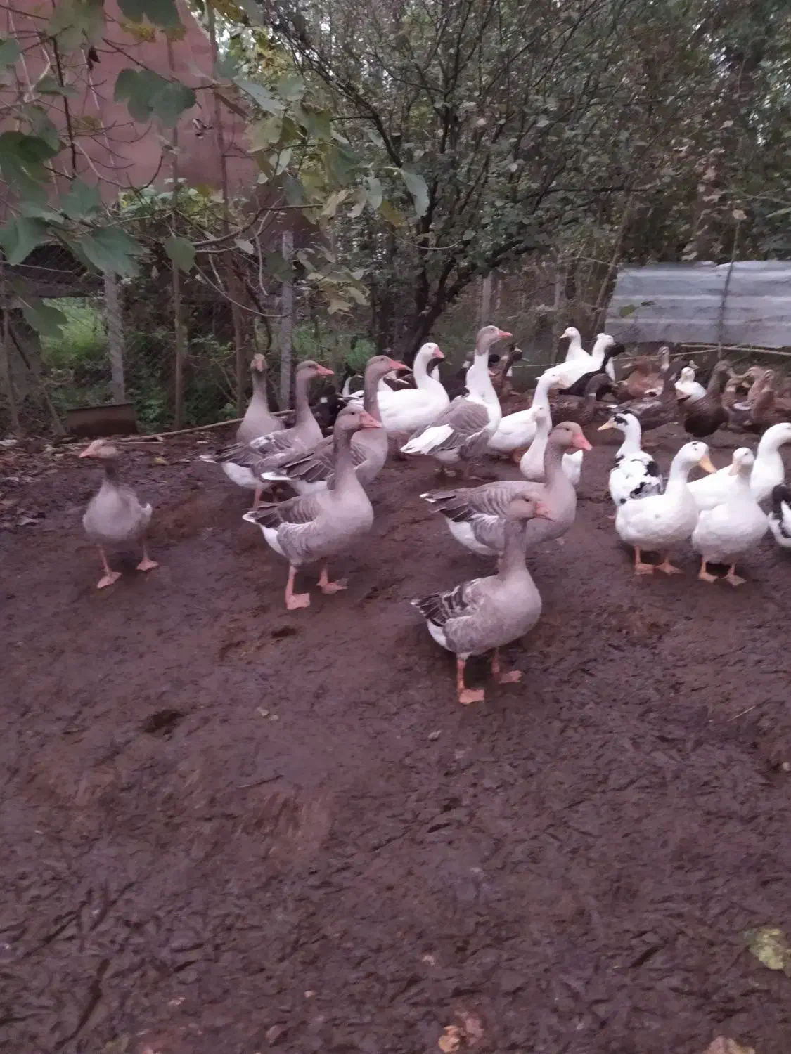 غاز محلی|حیوانات مزرعه|لاهیجان, پردسر|دیوار