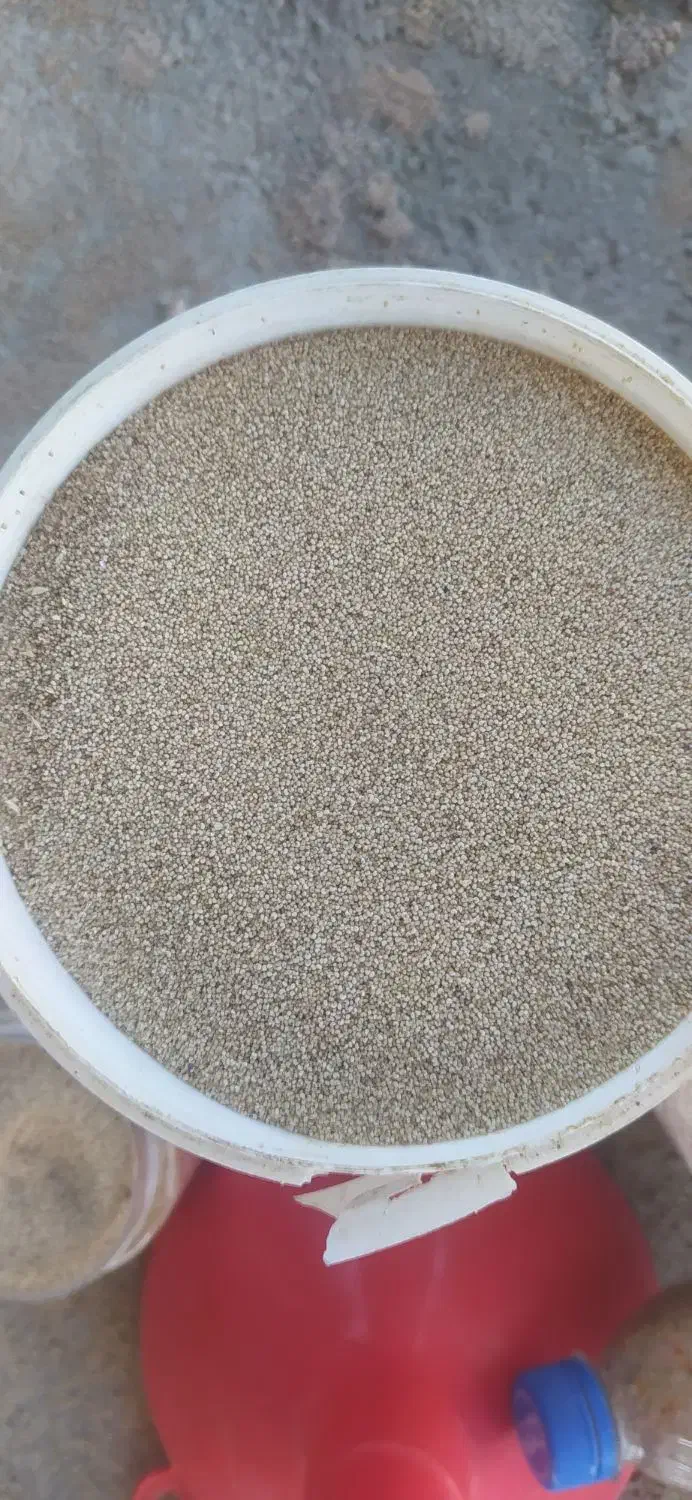 بذر گوجه ای وسفیدبشرط|گل و گیاه طبیعی|خرم‌آباد, |دیوار