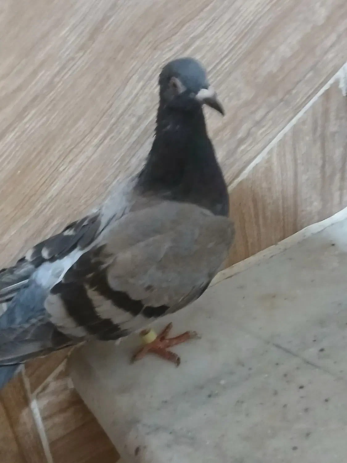 کبوتر ساده سنگی و یک عدد سبز آلمانی|پرنده|مینودشت, |دیوار