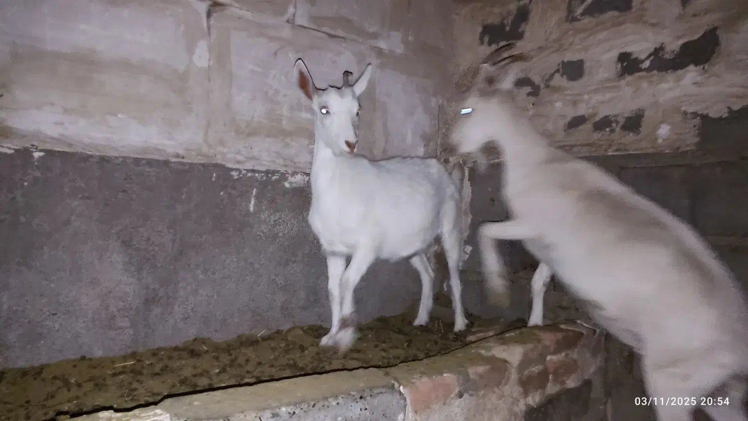 کولار سانن|حیوانات مزرعه|بیرجند, |دیوار