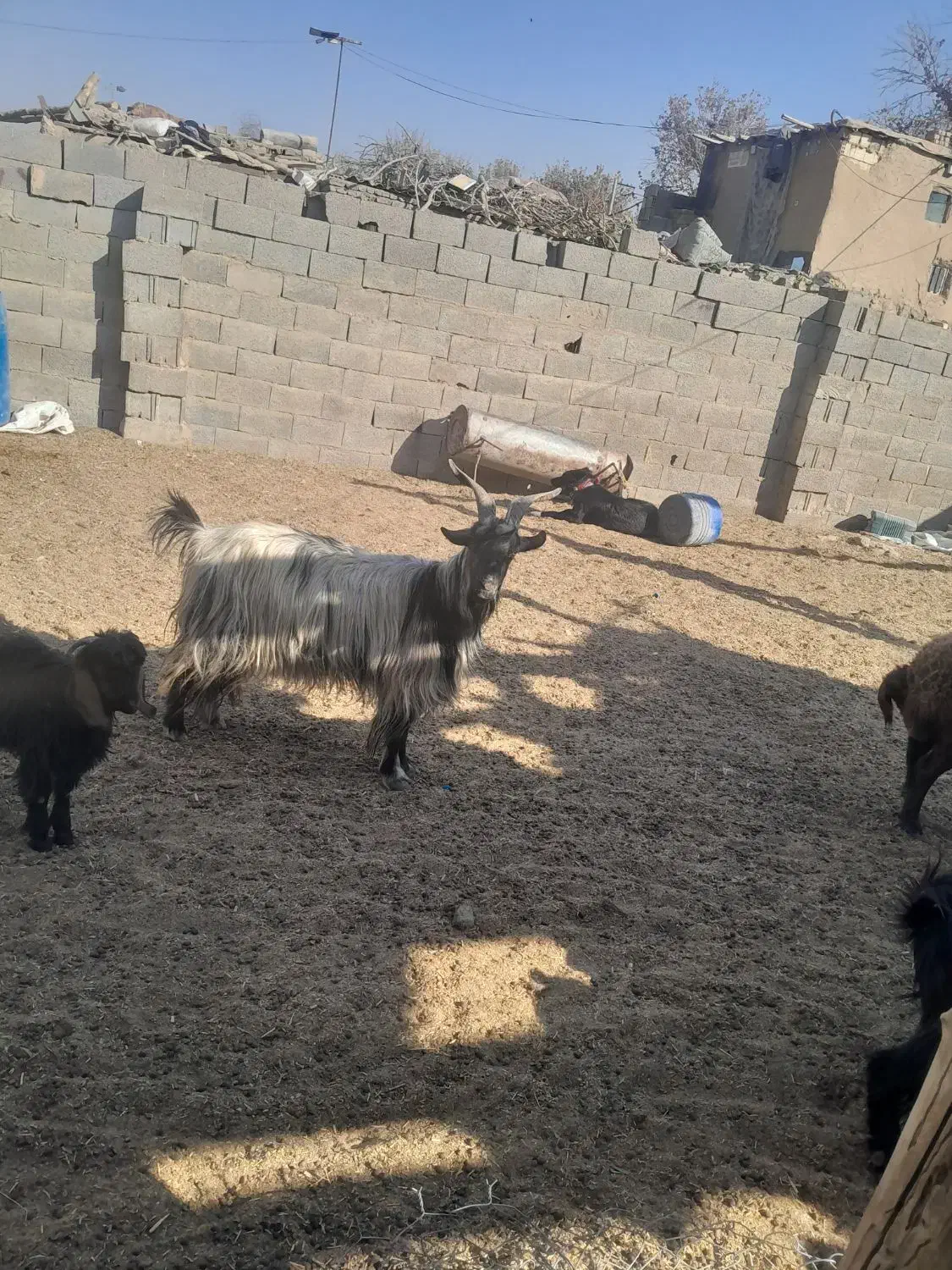 ۳تابز جوان|حیوانات مزرعه|خمینیشهر, |دیوار