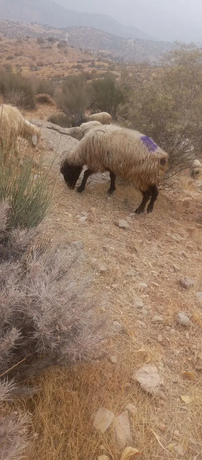 میش شیشک|حیوانات مزرعه|ارژن, |دیوار