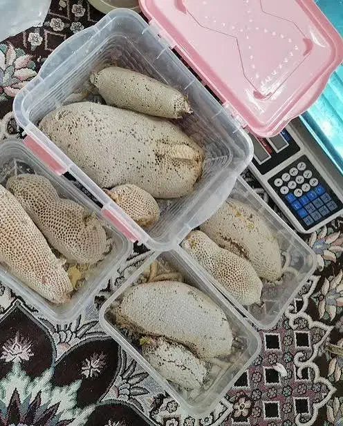 عسل وحشی|خوردنی و آشامیدنی|فیروزآباد (فارس), |دیوار