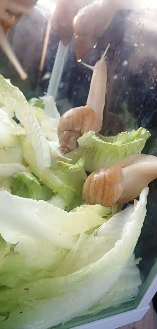 ۱۲ عدد حلزون .مناسب برای حلزون تراپی|خزنده|طرقبه, |دیوار