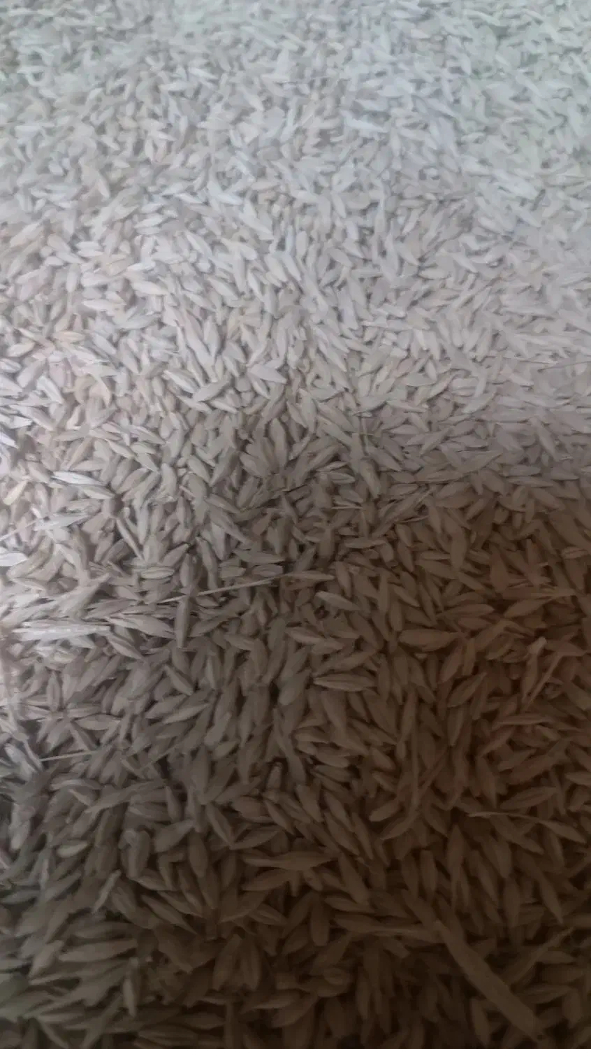 فروش جو ایرانی|خوردنی و آشامیدنی|شراء, |دیوار