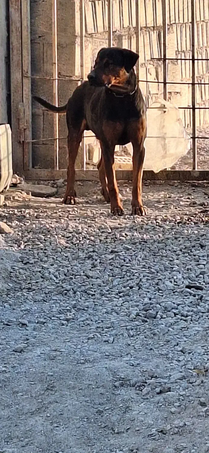 واگذاری سه عدد سگ ژرمن و روت وایلر|سگ|اصفهان, بهارستان|دیوار