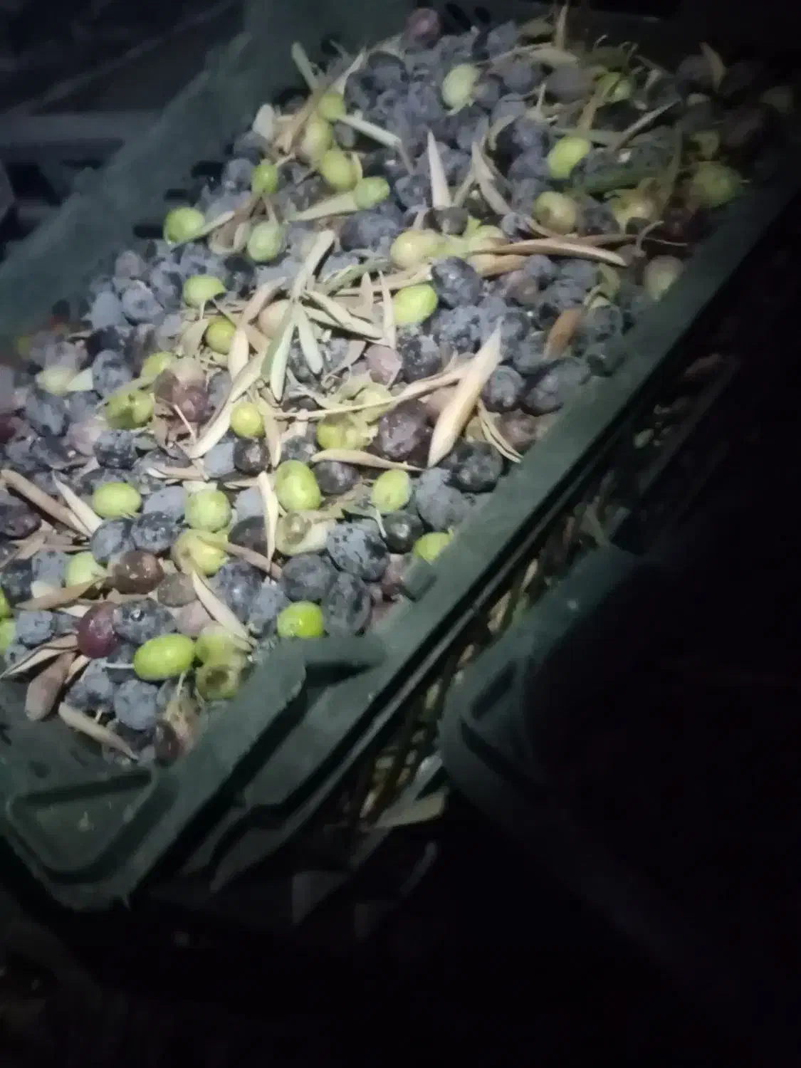 چیدن زیتون سیاه|خدمات باغبانی و درختکاری|کاشان, راوند|دیوار