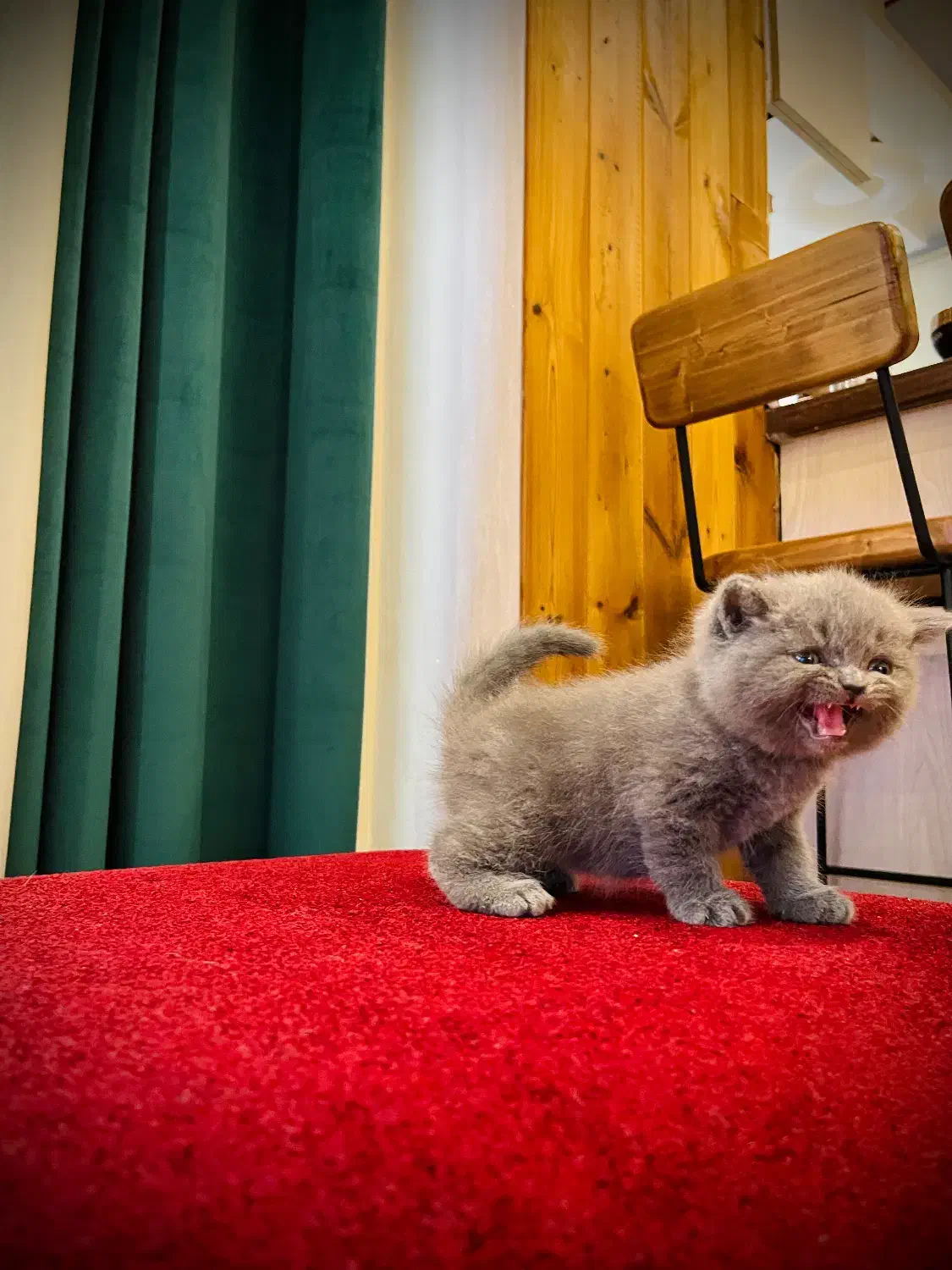 بچه گربه های بلو اصیل|گربه|تنکابن, |دیوار