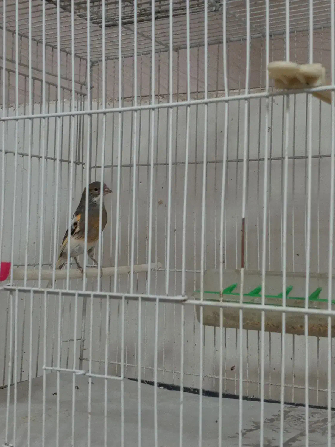 قناری نر مست خون و ماده آماده|پرنده|مشهد, رده|دیوار