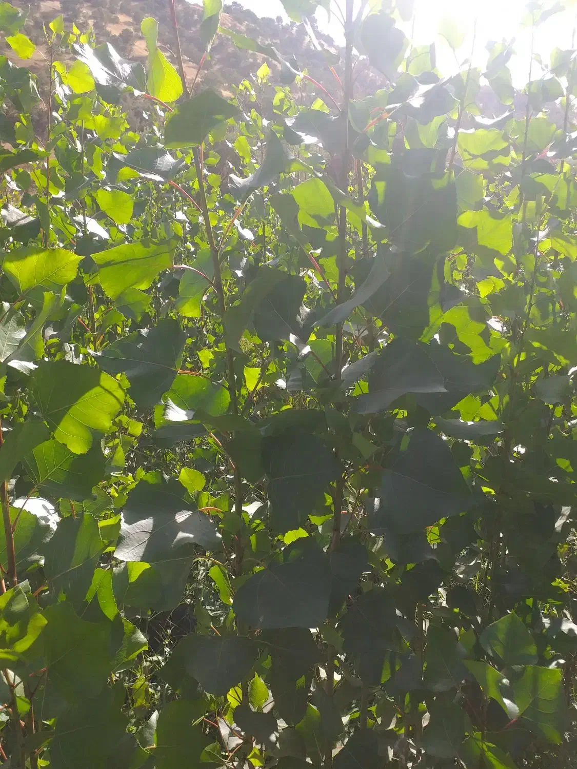 فروش نهال چنار|خدمات باغبانی و درختکاری|سروآباد, |دیوار