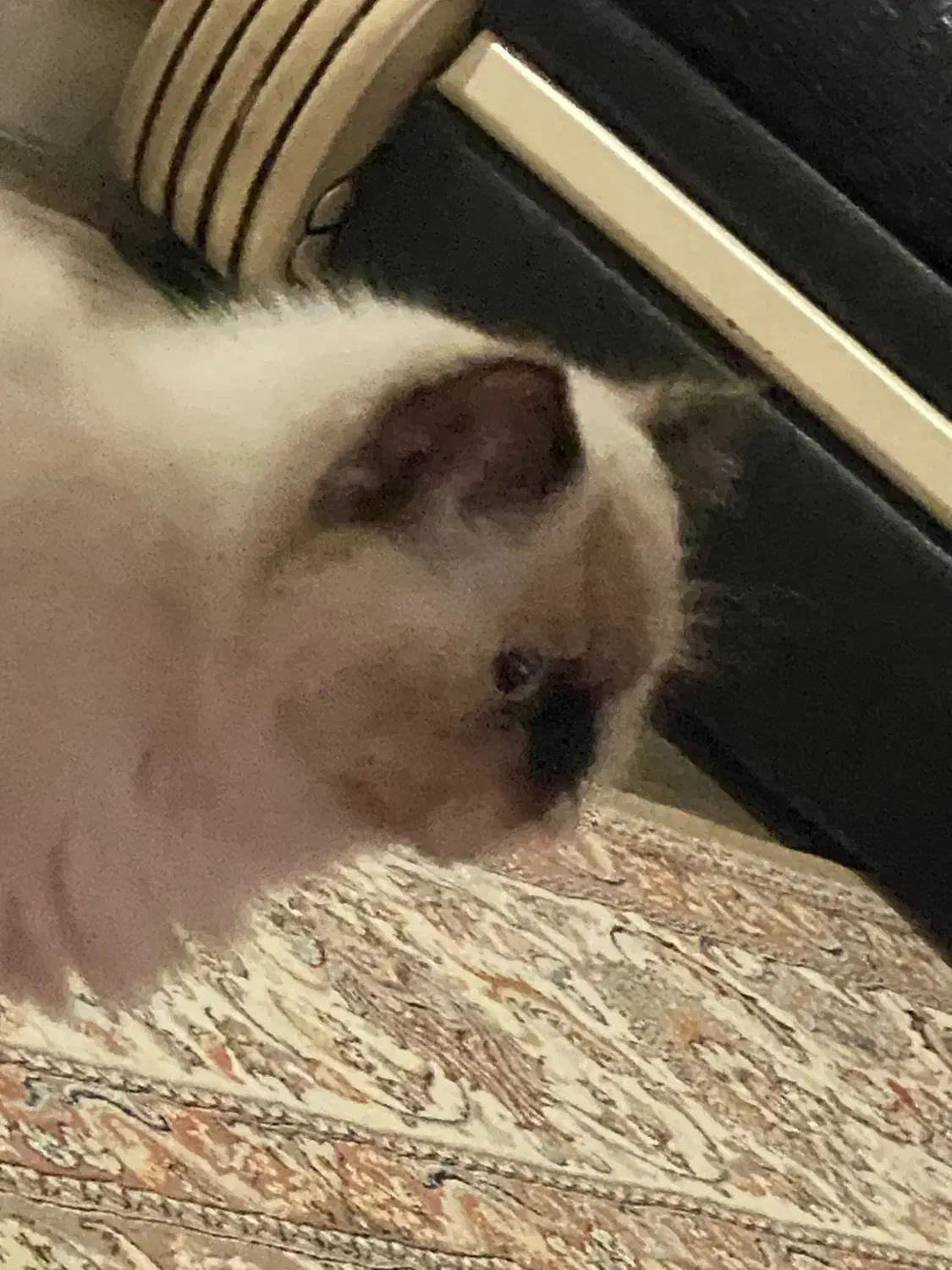 گربه هیمالین|گربه|اردبیل, |دیوار