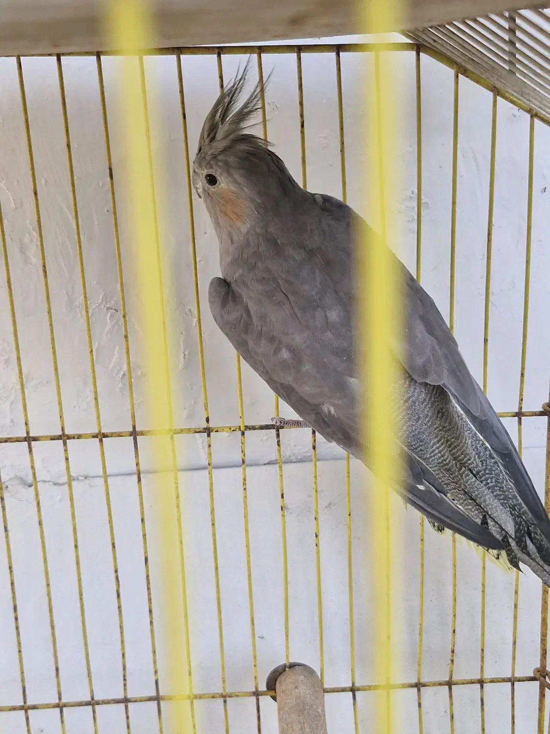 گمشده چاه‌سالم|پرنده|امیدیه, |دیوار