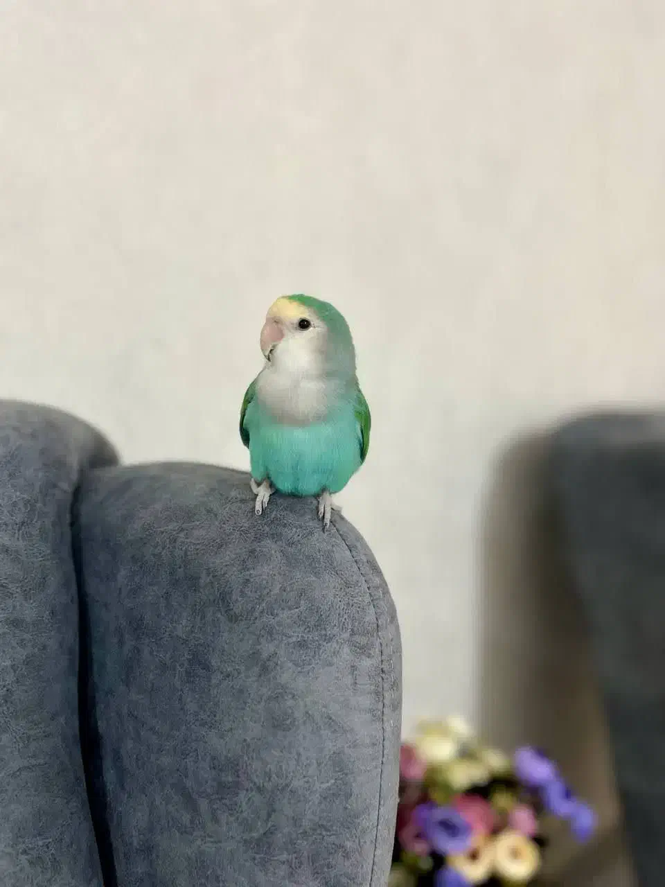 طوطی برزیلی آشتی|پرنده|بندرعباس, |دیوار