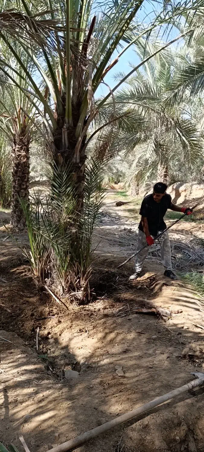 مرجع رسمی فروش نخل در کل جنوب کشور|خدمات باغبانی و درختکاری|آبپخش, |دیوار