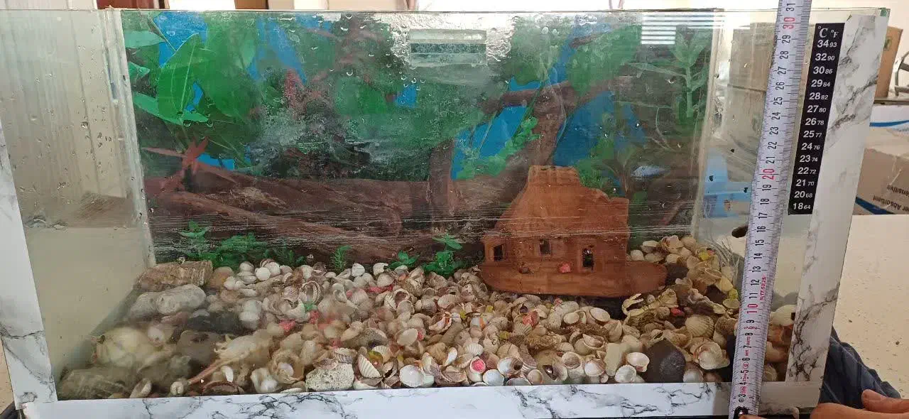 آکواریوم|ماهی|مشهد, تربیت (صدف)|دیوار