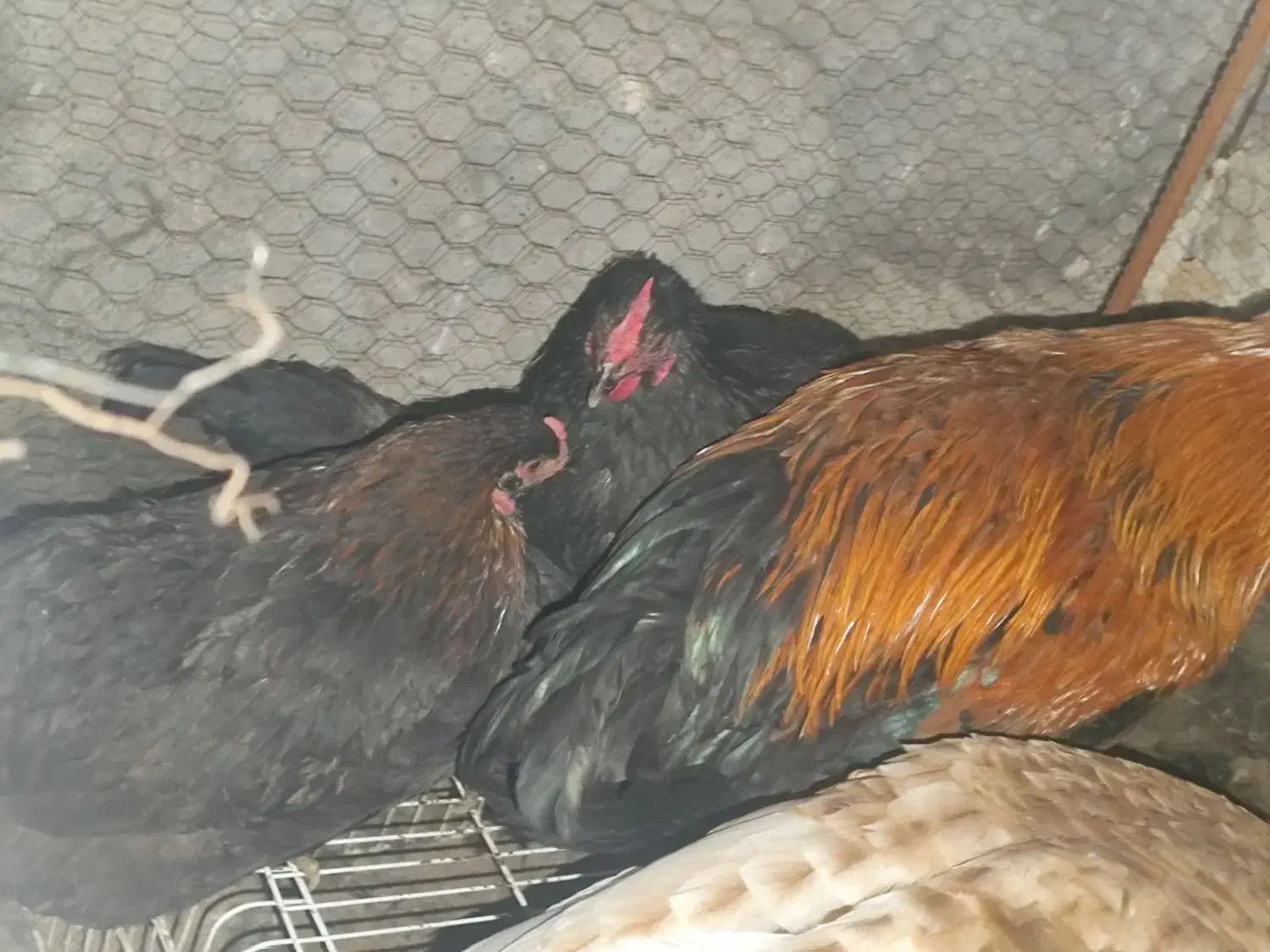 مرغ خروس سیاه بوقلمون نر|حیوانات مزرعه|مشهد, خواجه ربیع|دیوار