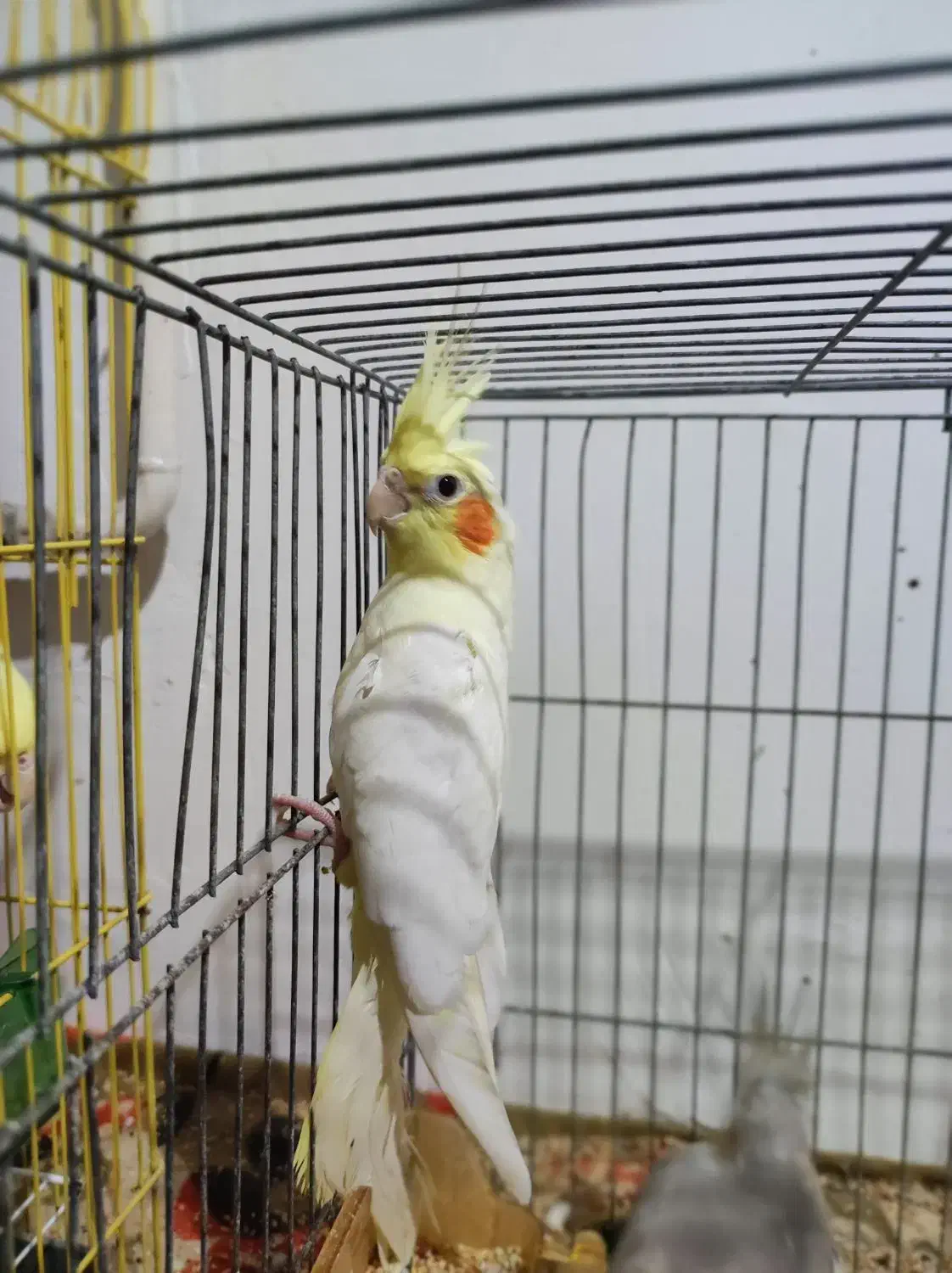 جوجه دو ماهه عروس هلندی لوتینو|پرنده|رشت, باهنر|دیوار