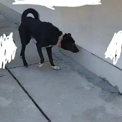 واگذاری سگ|سگ|اهواز, اهواز|دیوار