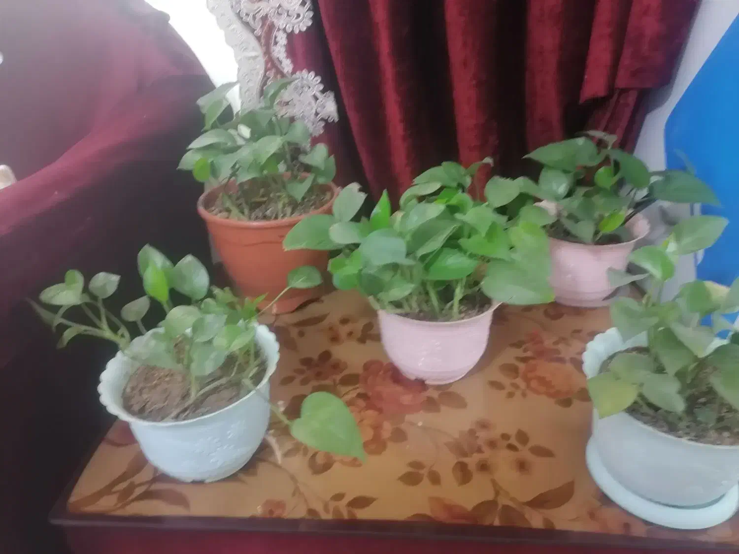 گل پتوس|گل و گیاه طبیعی|هشتگرد, فاز ۷ مهستان|دیوار