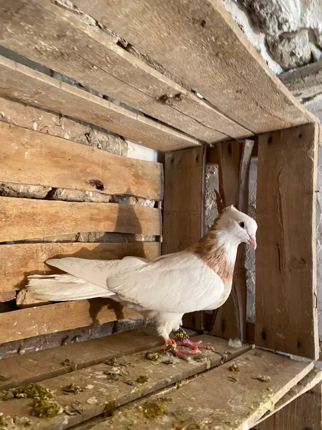 طوقی زرد نر خالدار|پرنده|میاندوآب, |دیوار