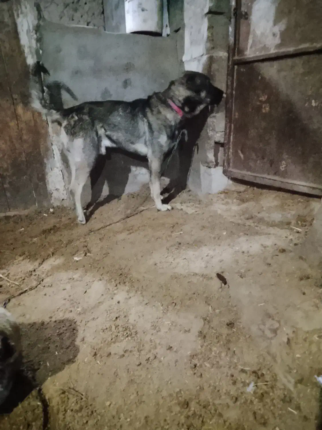 فروش|سگ|کشاورز, |دیوار