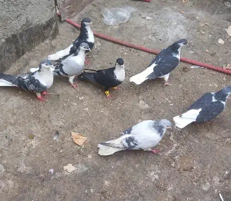 ۳۰تاکفتر یا کبوتر معاوضه با کله سینه|پرنده|چناران, |دیوار