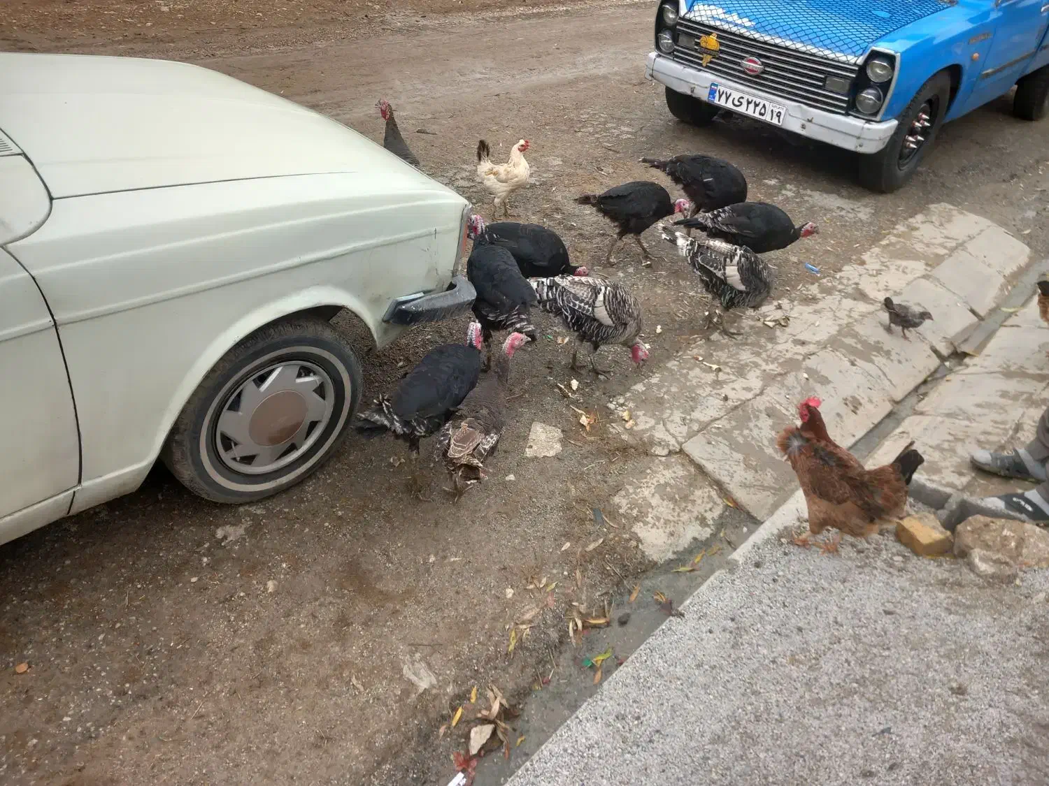 بوقلمون|حیوانات مزرعه|ماهیدشت, |دیوار