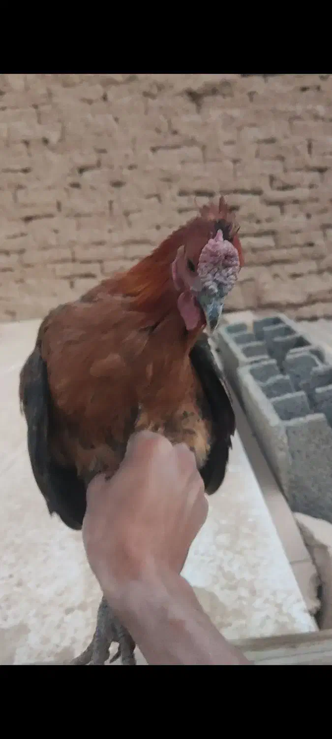 خروس گلین و بومی|حیوانات مزرعه|شاهینشهر, گرگاب|دیوار