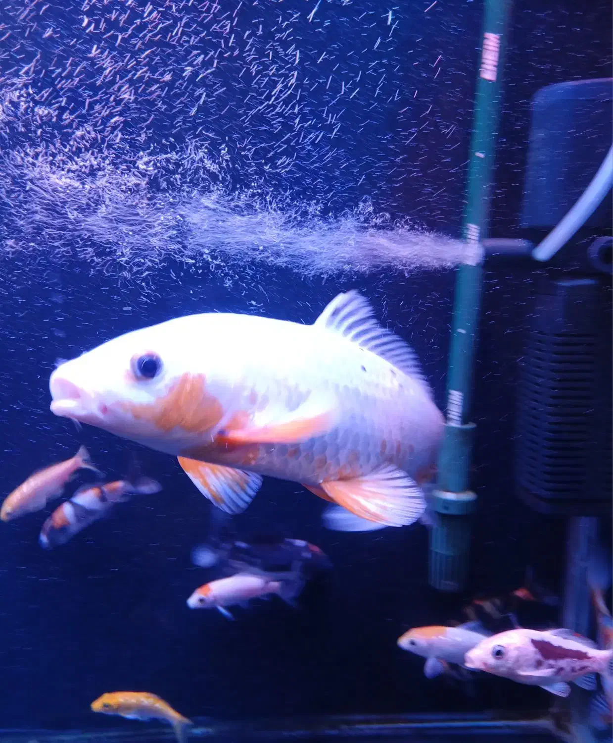 ماهی کوی|ماهی|تهران, پونک|دیوار