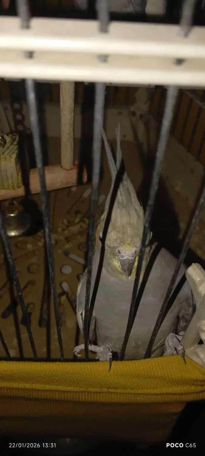 عروس هلندی|پرنده|قرچک, میرزائی جنوبی|دیوار