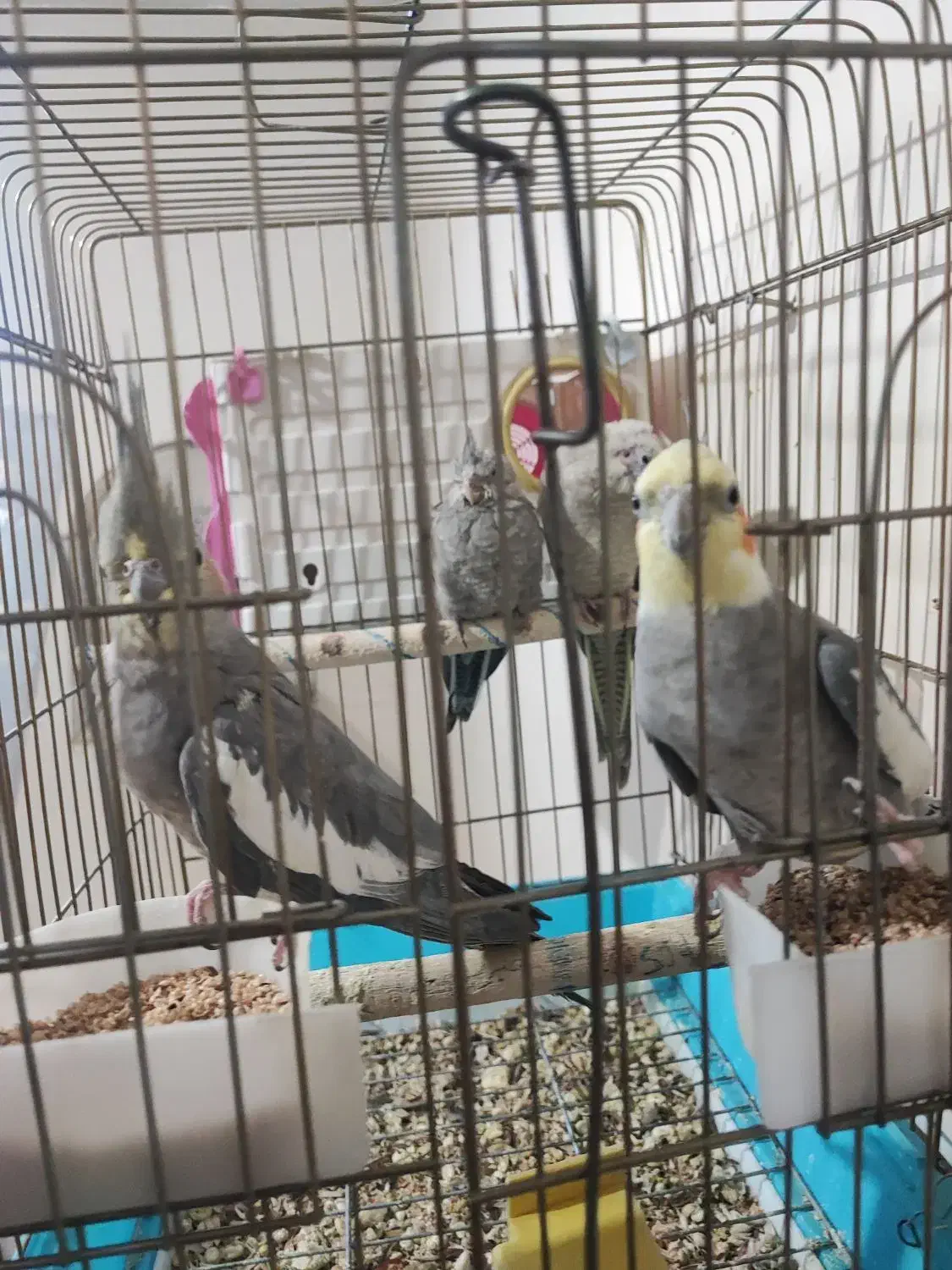 عروس هلندی با جوجه|پرنده|دورود, |دیوار