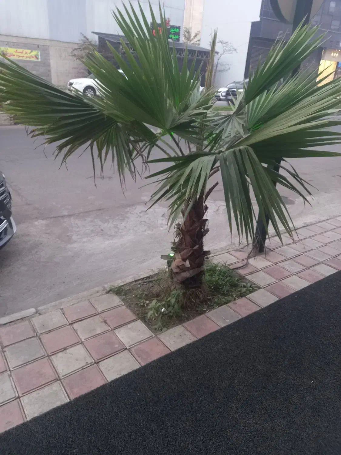 درخت پالم و درخت یاس|گل و گیاه طبیعی|رشت, شهرک پردیسان|دیوار